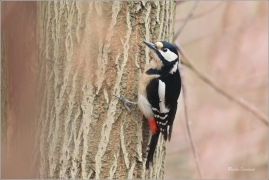 <p>STRAKAPOUD VELKÝ (Dendrocopos major) - /Great spotted woodpecker – Buntspecht/
</p>